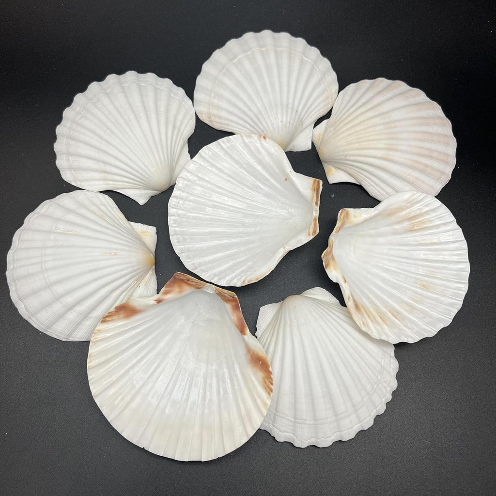 PEPPERLONELY 8 PC Large Great Scallop Sea Shells, Irish Deeps or Irish Baking Shells, 3 Inch ~ 4 Inch
