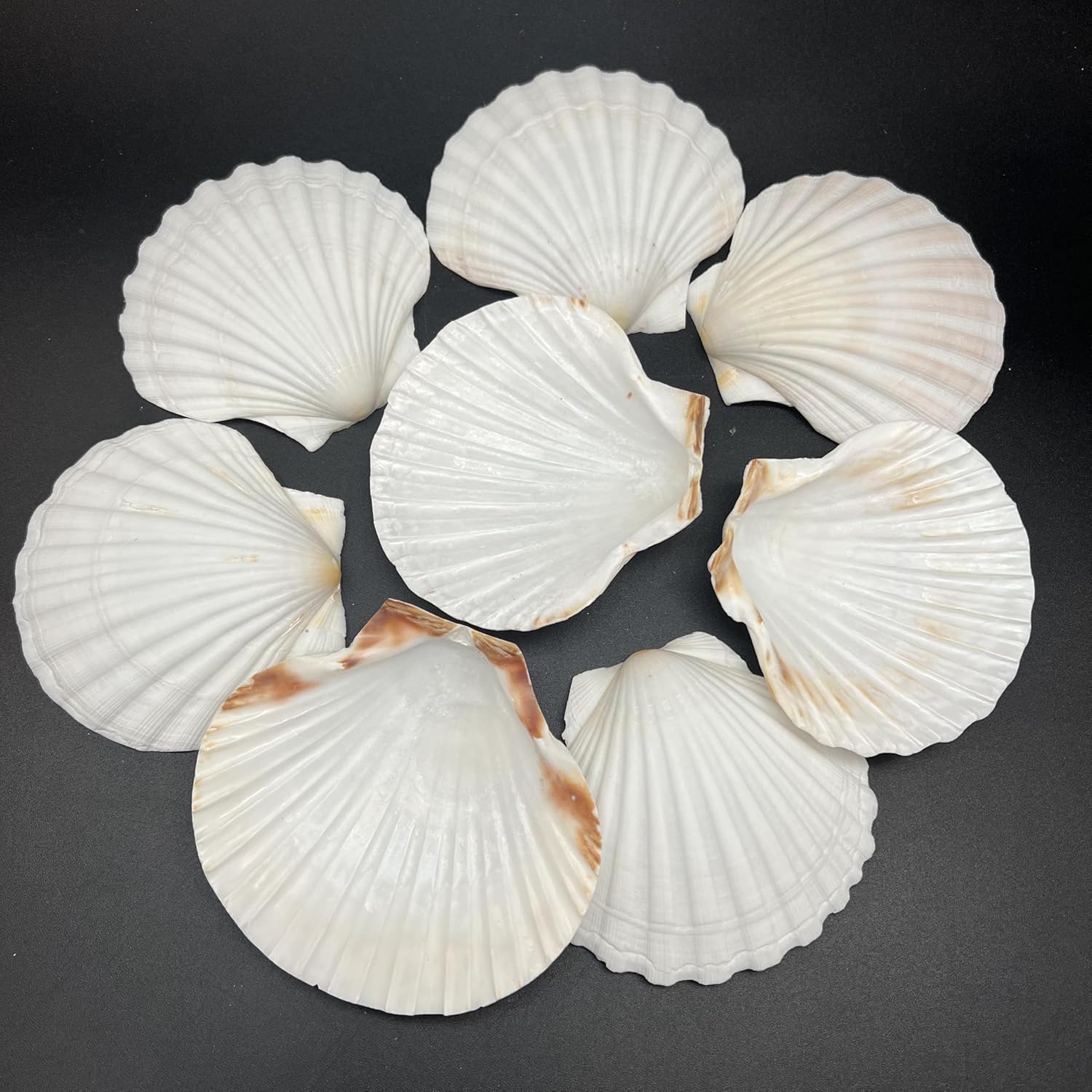 PEPPERLONELY 8 PC Large Great Scallop Sea Shells, Irish Deeps or Irish Baking Shells, 3 Inch ~ 4 Inch