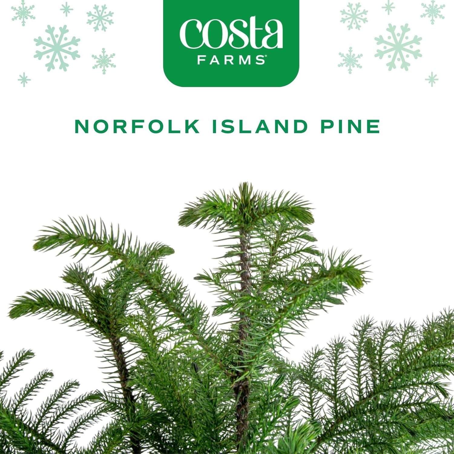 Costa Farms Live Christmas Tree, Large Norfolk Island Pine in Premium Indoor Décor Plant Pot, Houseplant Christmas Decoration, Christmas Gift or Room Decor, 3 Feet Tall