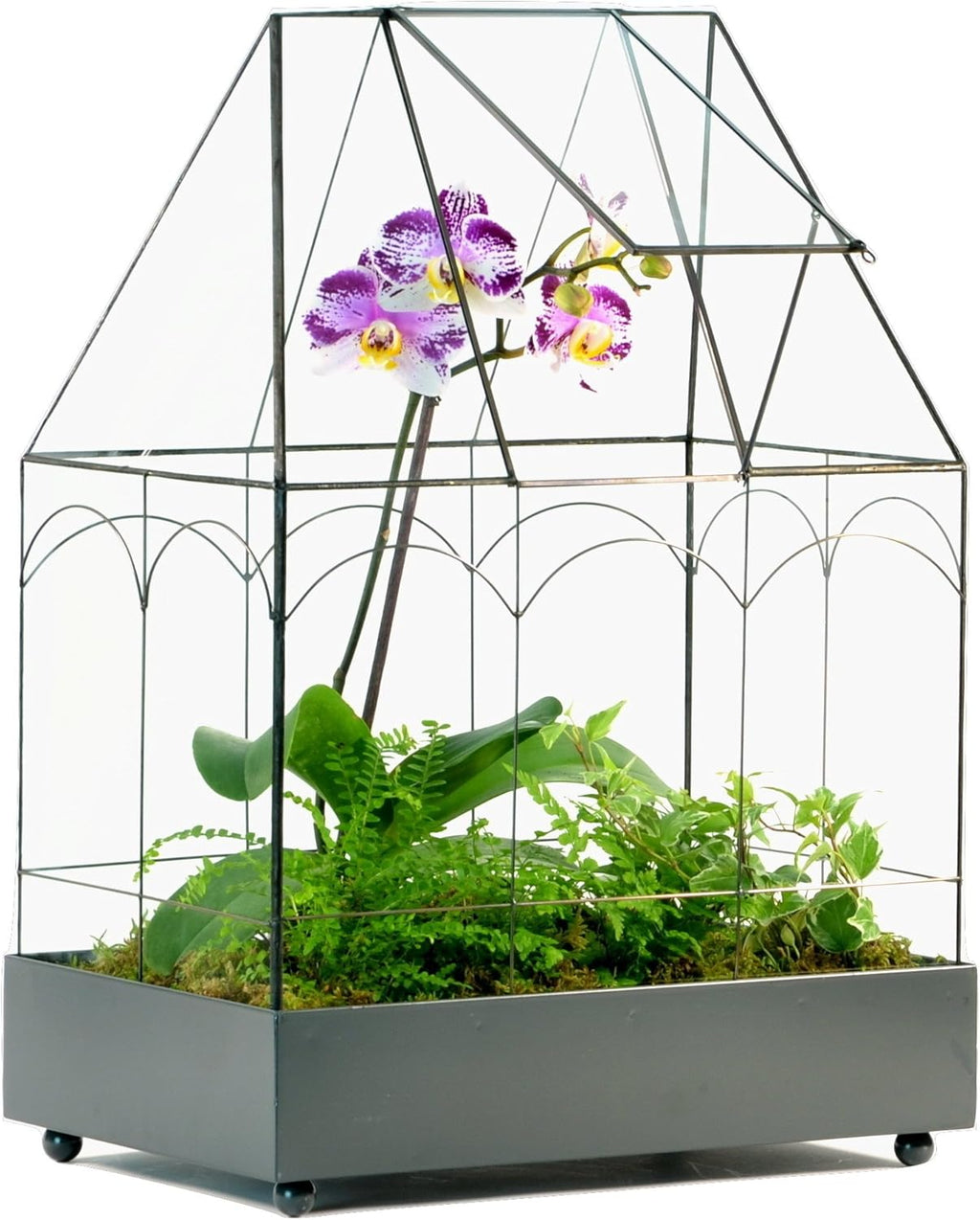 H Potter Glass Terrarium Wardian Case Succulent Planter Container for Plants Flowers Orchids Foliage and More WAR117