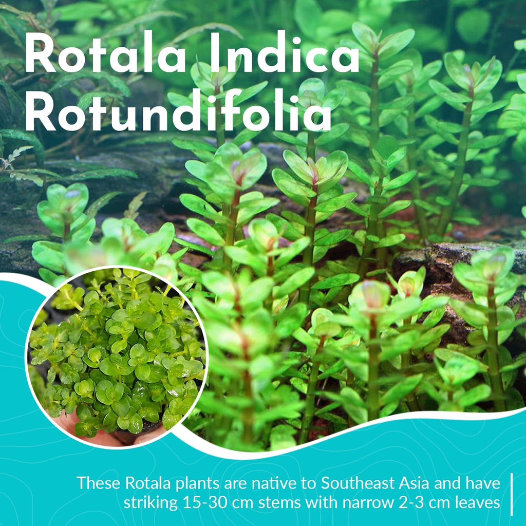 Rotala Rotundifolia Aquatic Plant