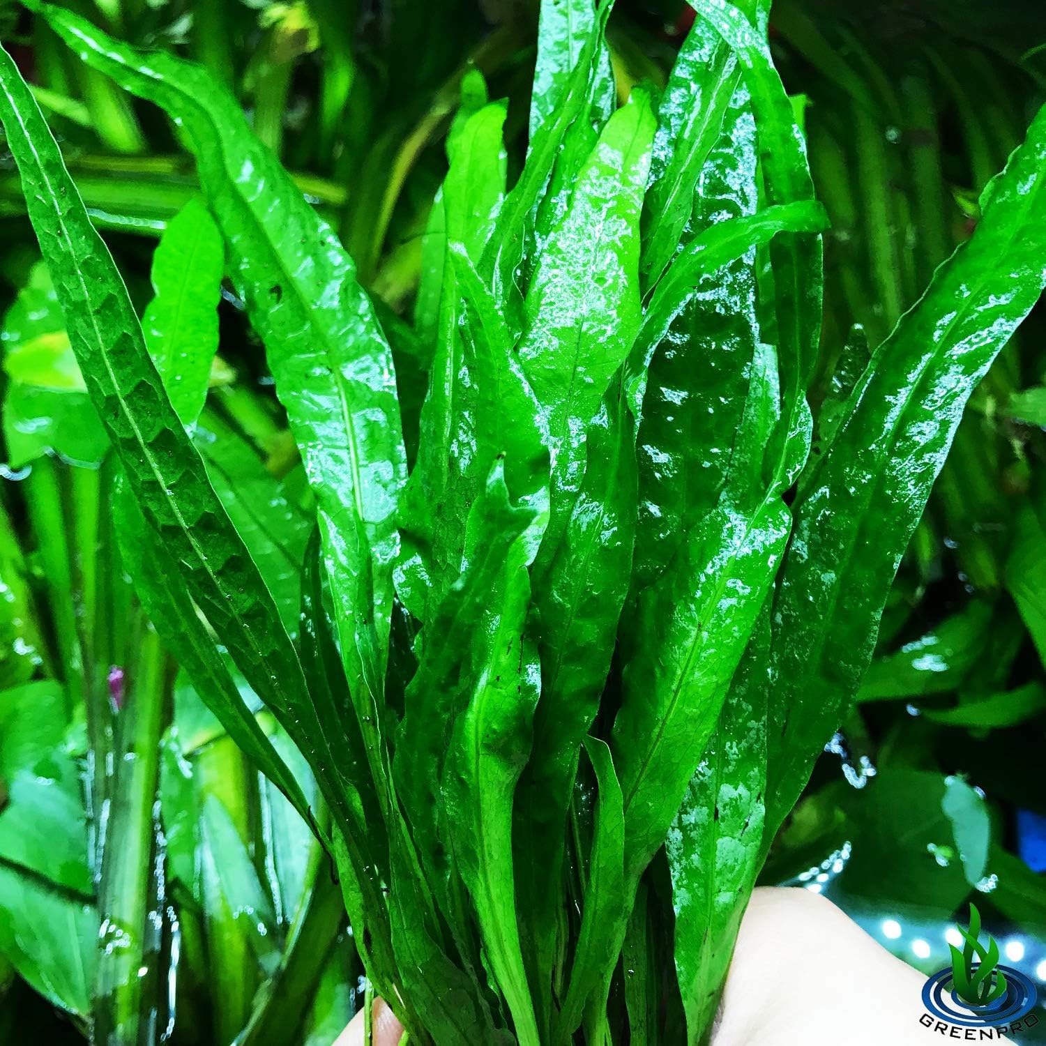Greenpro (10+ Leaves) Microsorum Pteropus Java Fern Live Aquarium Plant Tall Bunch Aquatic Fish Tank Decoration