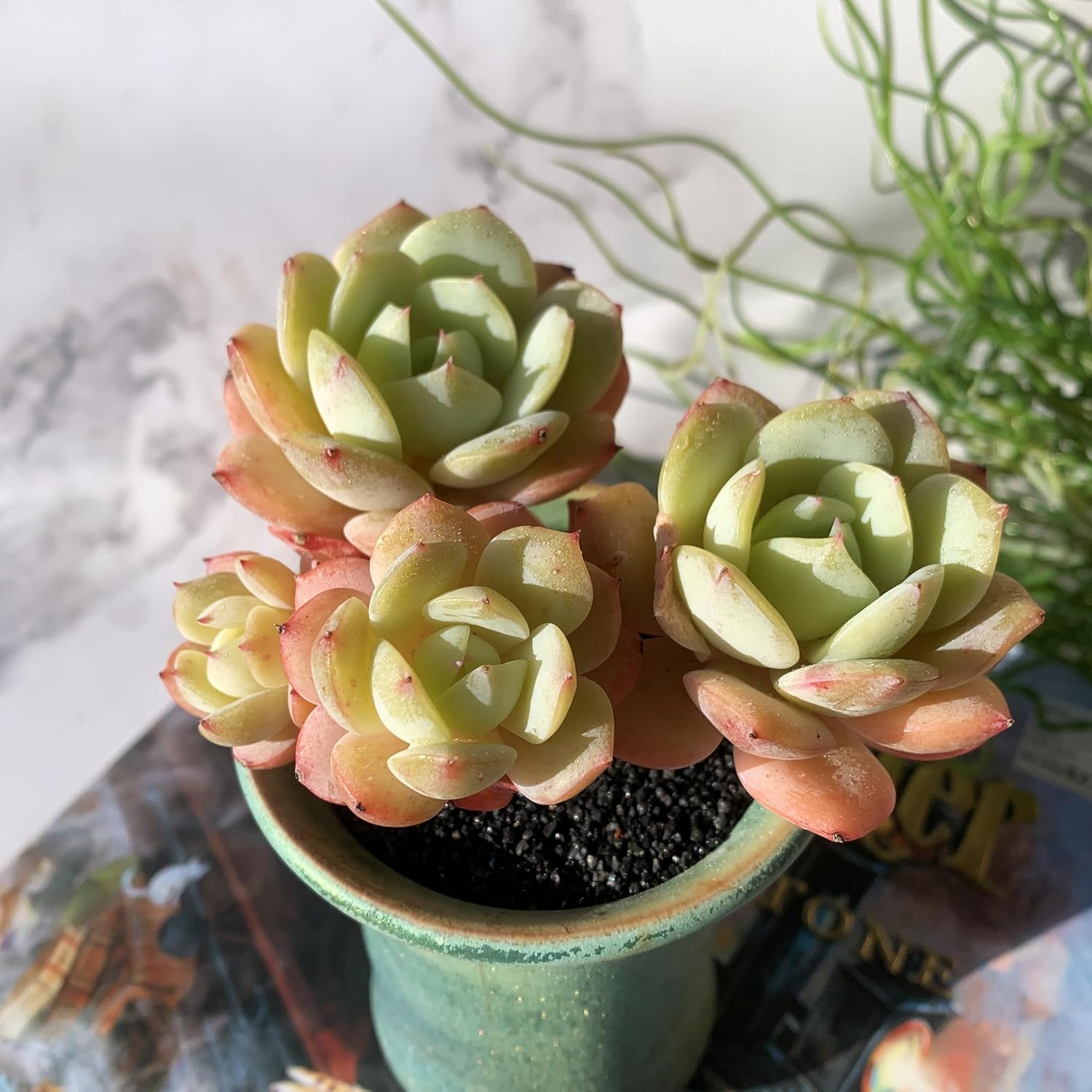 Echeveria Love Song Rare Live Succulent Plants, Cluster 4" Bare Root Without Pot & Soil, Garden Indoor Office Desk Baby Shower Decoration, Friend Plant Lovers Gifts