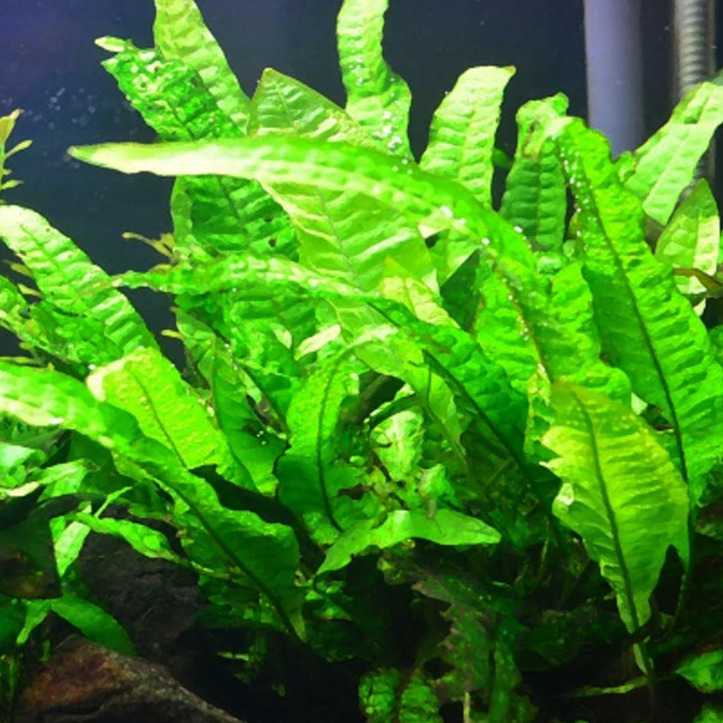 Java Fern Microsorum Pteropus Potted Freshwater Easy Tropical Live Aquarium Plant Decorations 3 Days Guarantee by Mainam