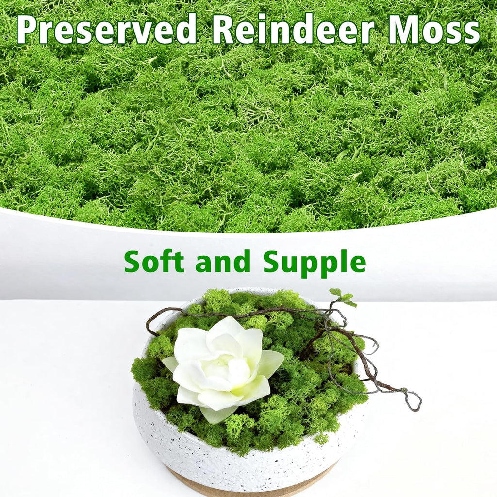 Halatool Preserved Moss for Crafts, Green Reindeer Moss for DIY Decorating Art Potted Fairy Garden Accessories Table Centerpieces Wedding Christmas Fairy Party Decor(7 OZ)