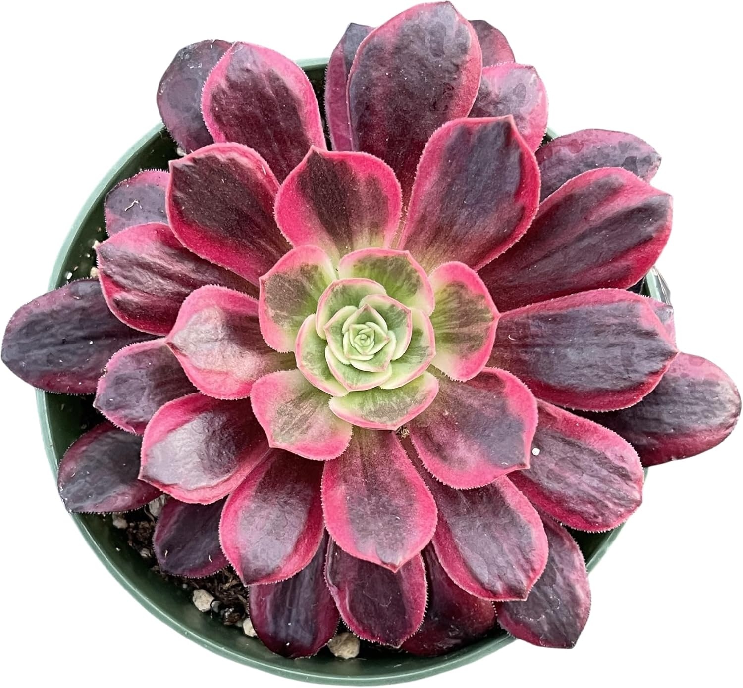 Sprout N Green Aeonium 'White Wedding Dress', Live Rare Succulent Potted 4" Planter, Real House Plant for Party Favors Home Indoor Outdoor Garden Wedding Decoration DIY Projects