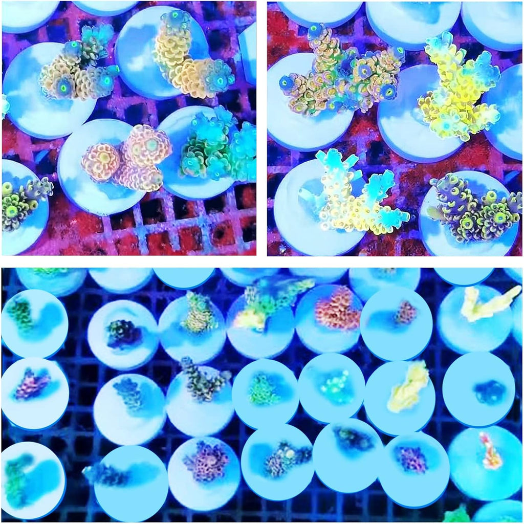 Ceramic White Coralline Coral frag Plugs Coral frag Base Round 20pc