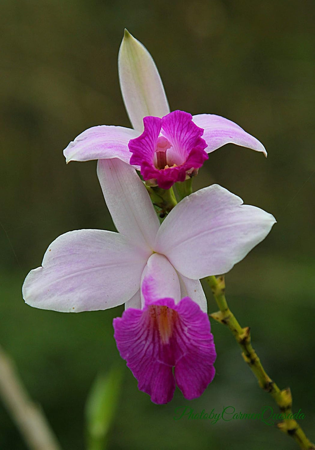 Hawaiian Tropical Bamboo Orchid Plant Root 1Pk LV8 Discount Hawaiian Gifts