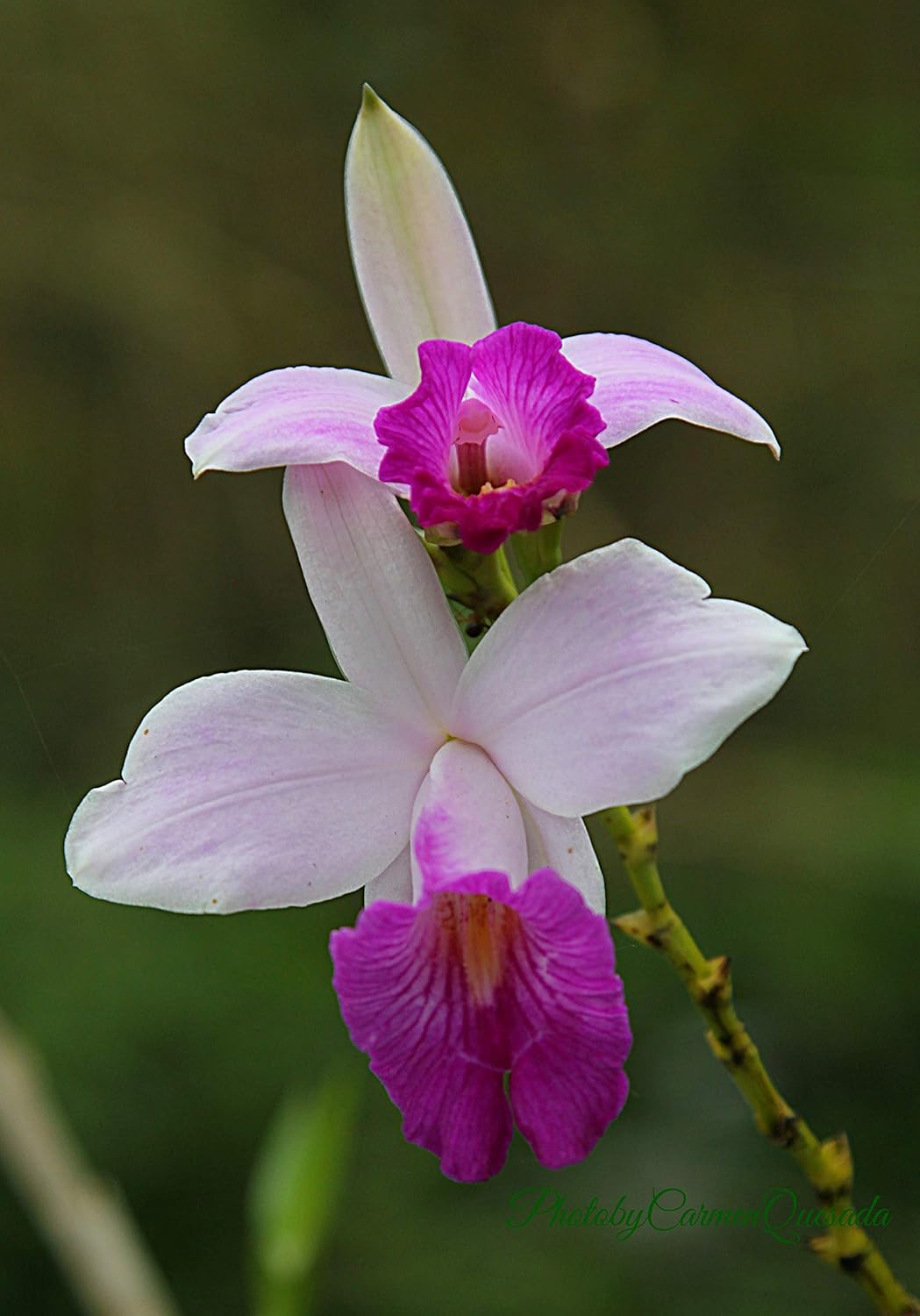 Hawaiian Tropical Bamboo Orchid Plant Root 1Pk LV8 Discount Hawaiian Gifts