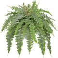 Hollyone Artificial Fern Plants in White Pot 25.5" Medium Artificial Boston Fern 31 Leaves for Outdoors & Indoor Faux Potted Plants Fake Ferns Bush Plant Patio Garden Farmhouse Porch Decor Dusty Green