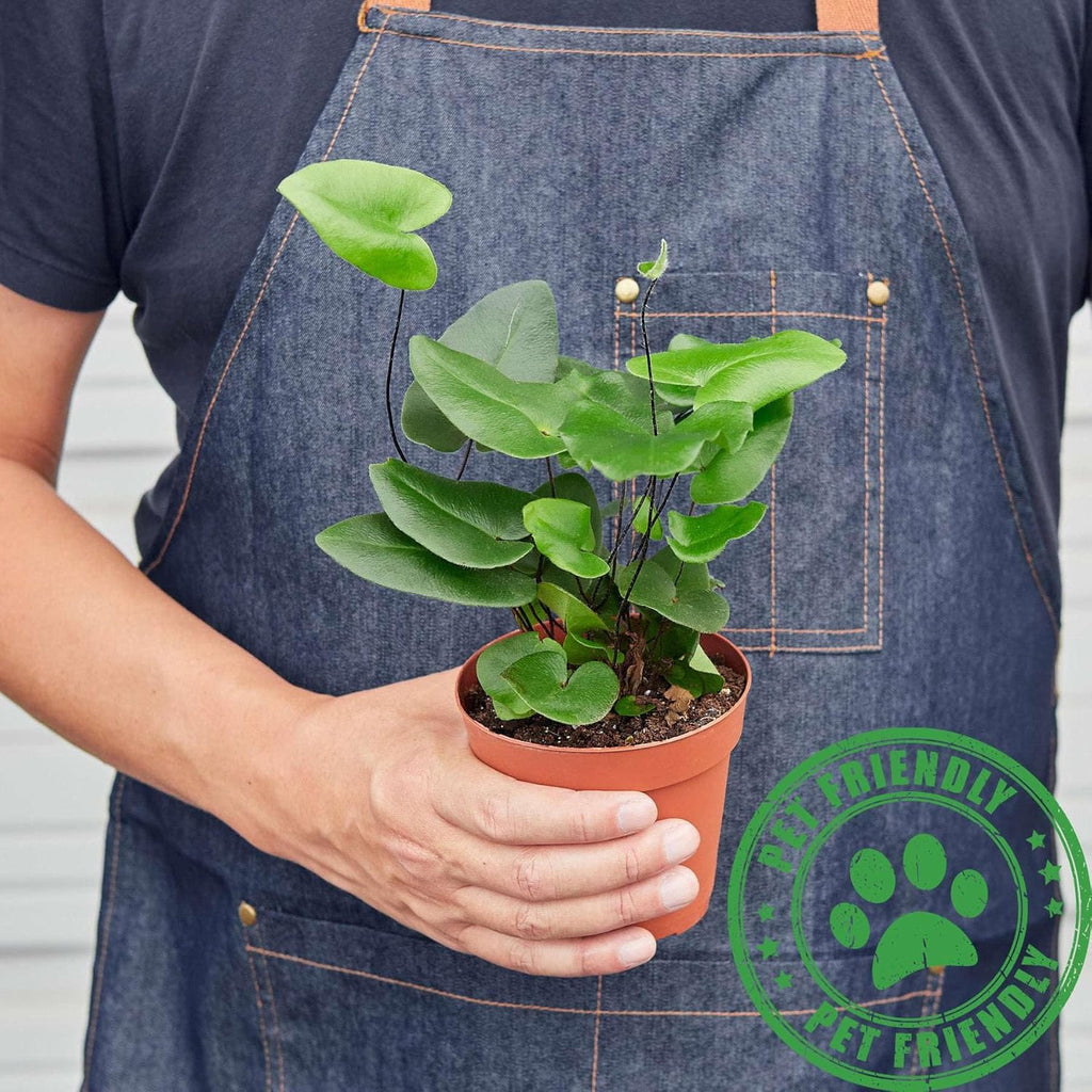 Heart Fern Live Plant for Indoor | Different Houseplants in 4'' & 6'' Pot | Real House Plant for Living Room, Office, Desk & Bathroom | Hemionitis Arifolia