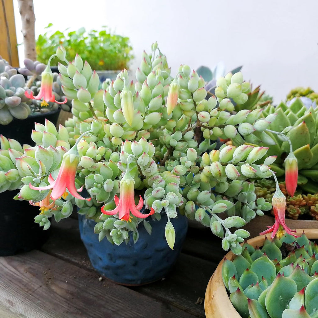 4" Cotyledon Pendens, Live Succulent Fully Rooted in Pots with Soil Mix, Rare House Plant for Home Office Wedding Indoor Outdoor Decoration, DIY Projects, Party Favor