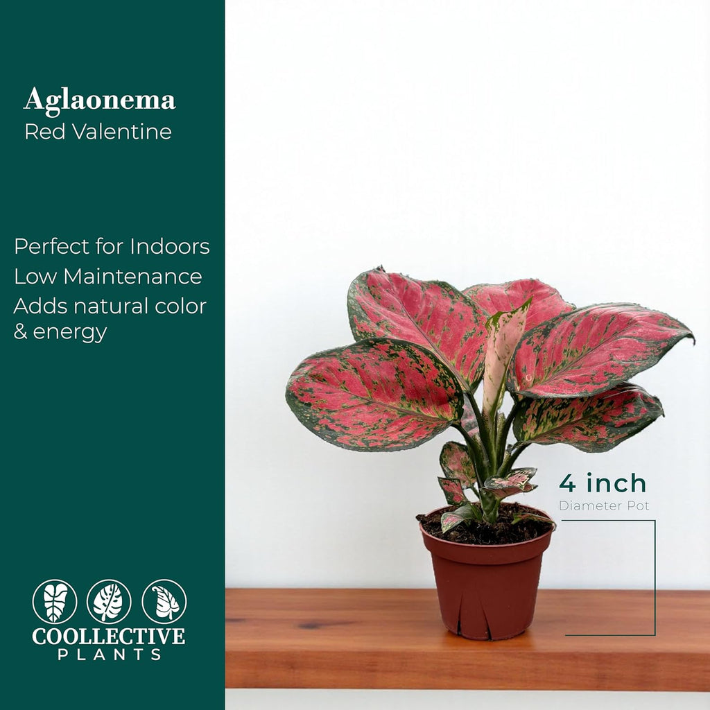 CoollectivePlants Aglaonema Red Valentine – Aglaonema Live Plant in 4″ Growers Pot - Chinese Evergreen Live Plant, Easy Live Indoor Plant with Bright Pink and Green Leaves