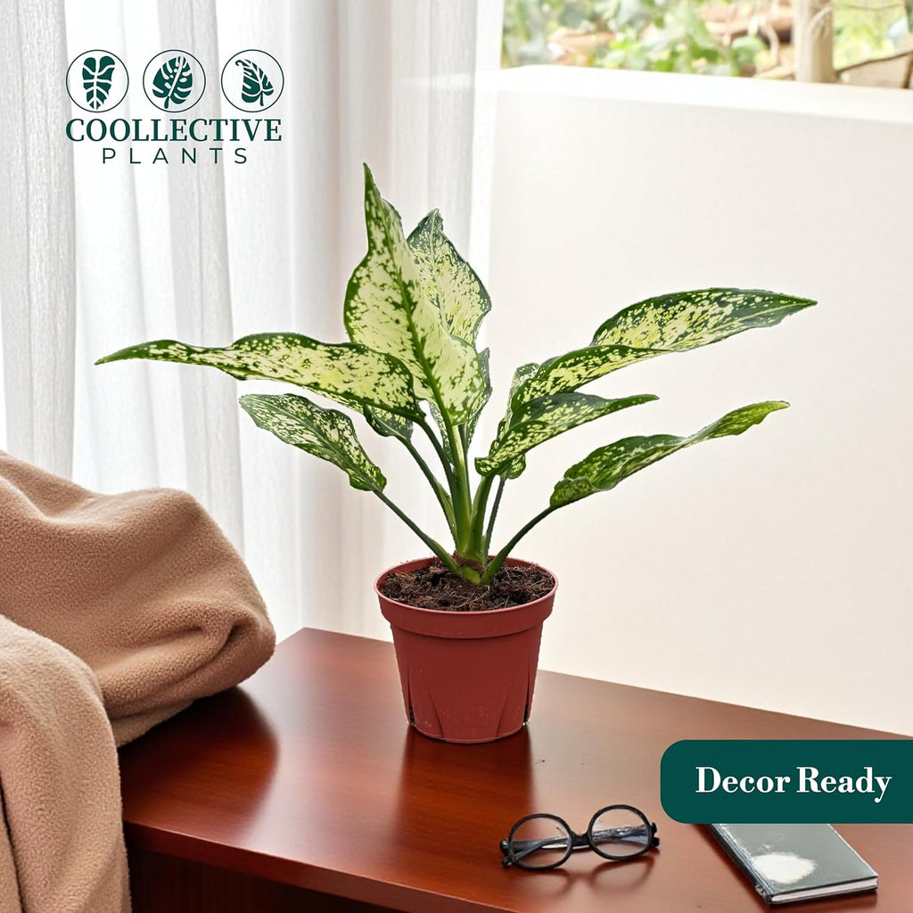 Aglaonema Snow White, Spring Snow, Live Plant in a 4 Inch Growers Pot, Live Indoor, Easy to Grow, Easy to Care, and Low Maintenance Houseplant,White Plants