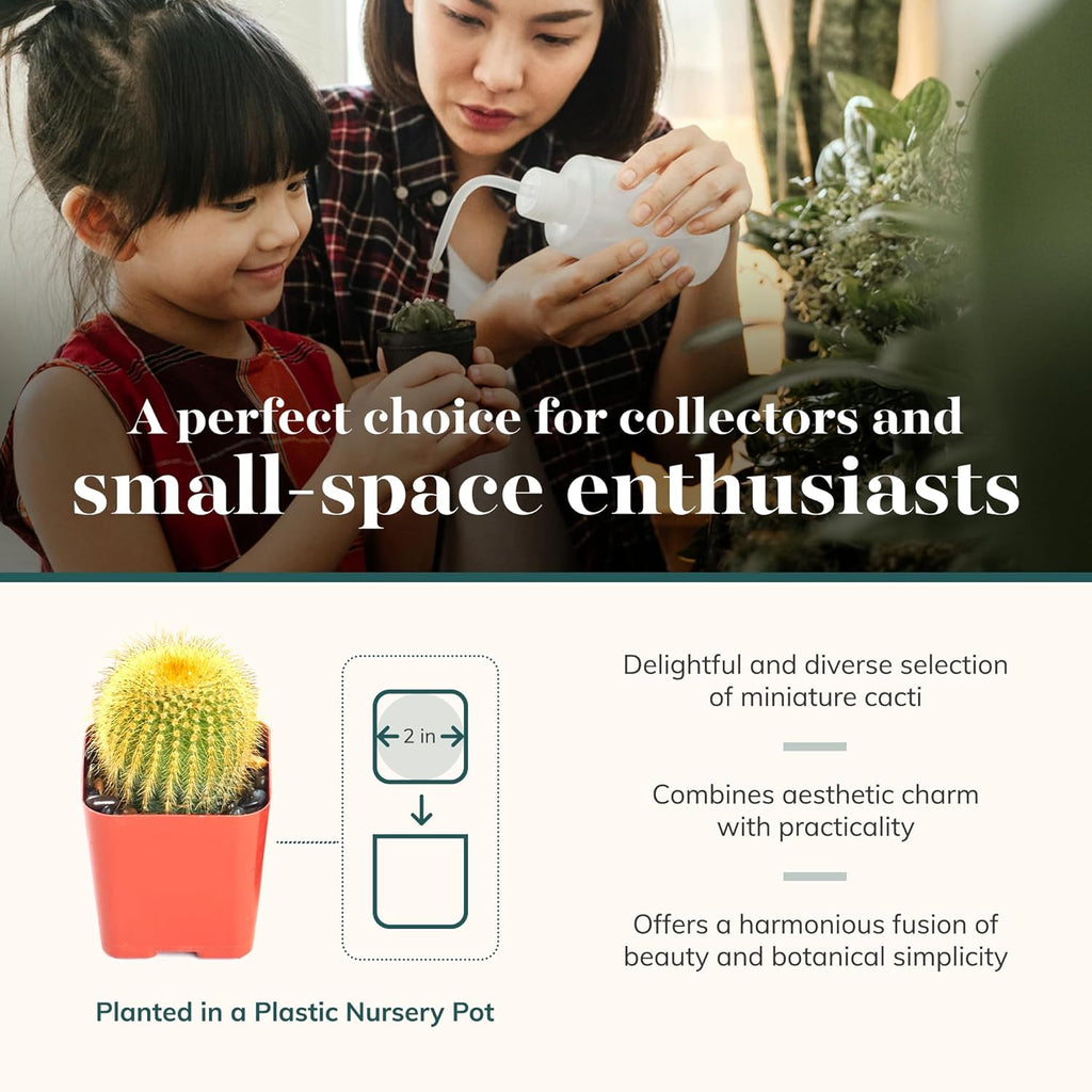 Shop Succulents Premium Live Mini Cactus Plants in Bulk 2" Pots, Easy Care Indoor or Outdoor Gardening, Terrariums, Favors, & Contemporary Spaces with Hardy, Resilient Varieties, Pack of 32