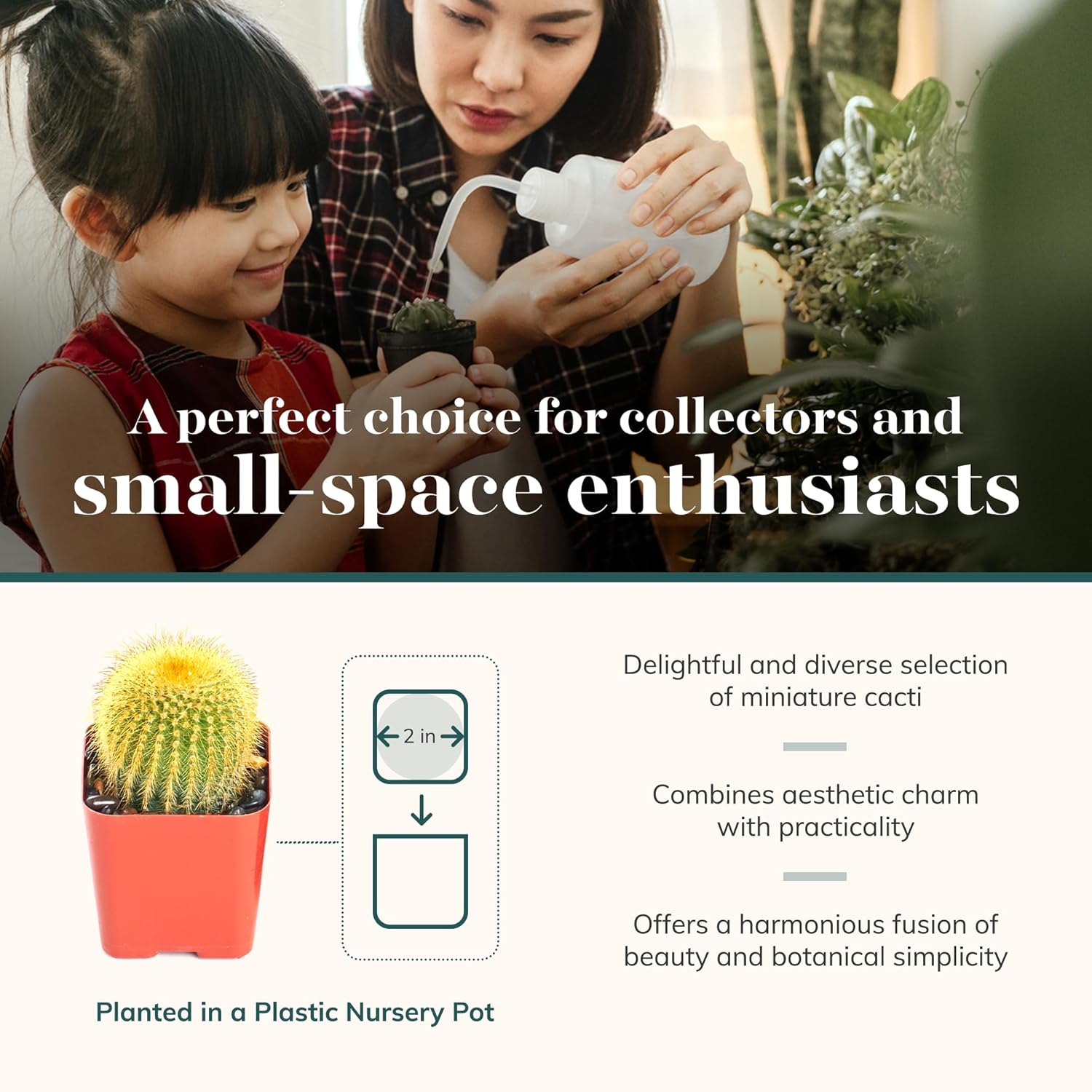 Shop Succulents Premium Live Mini Cactus Plants in Bulk 2" Pots, Easy Care Indoor or Outdoor Gardening, Terrariums, Favors, & Contemporary Spaces with Hardy, Resilient Varieties, Pack of 32