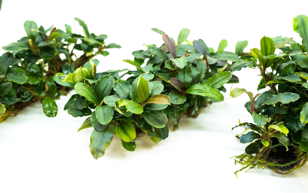 Bucephalandra Live Aquarium Plant Collection - Rare Aquatic Plants for Lush Aquarium Scapes, Natural Freshwater Fish Tank Decorations, Ideal Gift for Aquarists (Bucephalandra Pad (10+ Plants))