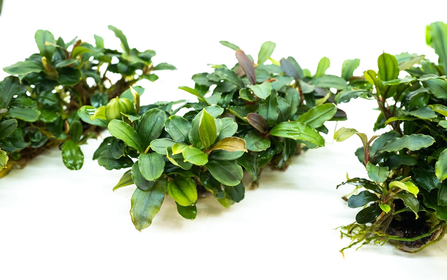 Bucephalandra Live Aquarium Plant Collection - Rare Aquatic Plants for Lush Aquarium Scapes, Natural Freshwater Fish Tank Decorations, Ideal Gift for Aquarists (Bucephalandra Pad (10+ Plants))