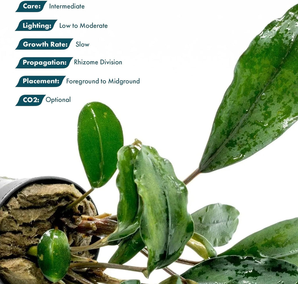 SubstrateSource Bucephalandra Green Broad Leaf Potted Live Aquarium Plant - Natural Freshwater Fish Tank Decorations and Aquatic Décor