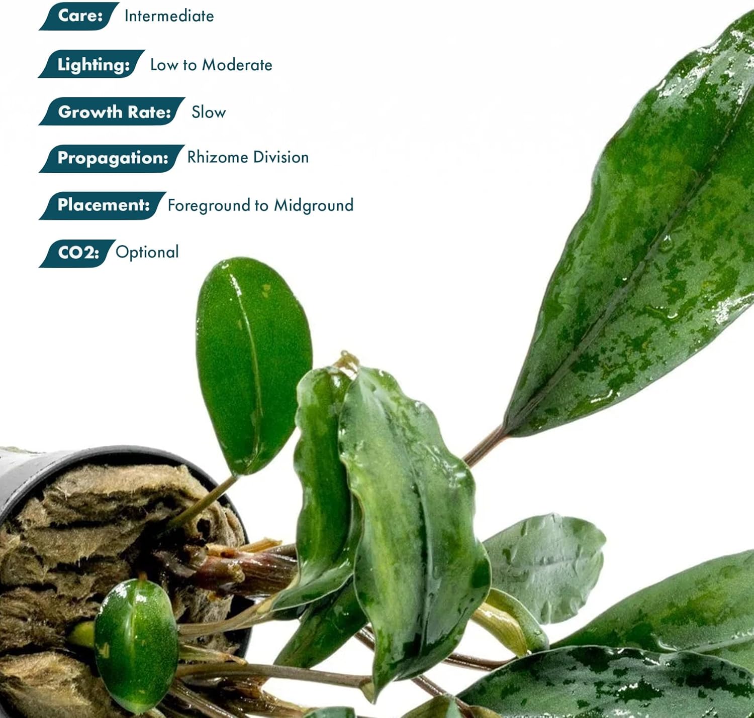 SubstrateSource Bucephalandra Green Broad Leaf Potted Live Aquarium Plant - Natural Freshwater Fish Tank Decorations and Aquatic Décor