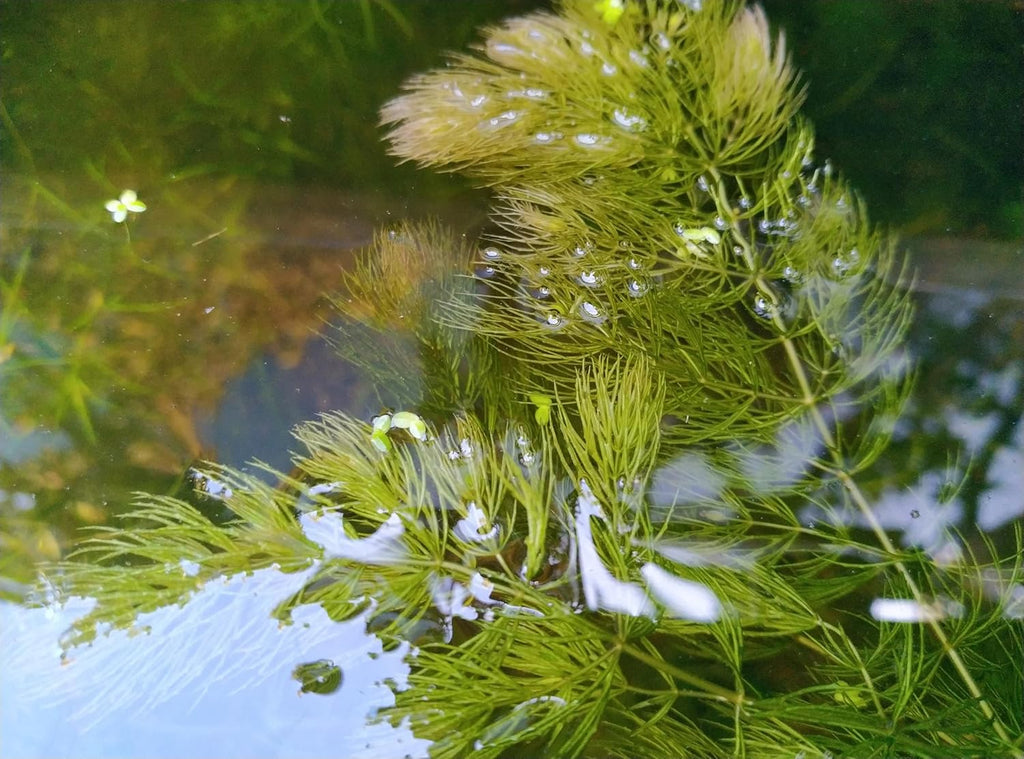 Live Hornwort Coontail Aquarium Plants, 4 Bunches with 3 Stems Each, 6-8 Inch Length, Freshwater Submerged Plants for Fish Tank