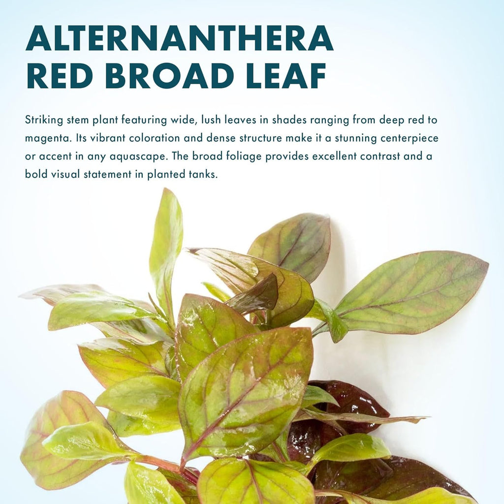 SubstrateSource Live Aquarium Stem Plants - Freshwater Aquatic Plant for Fish Tanks, Aquascaping - (Alternanthera Red Broad Leaf, 1 Bunch)