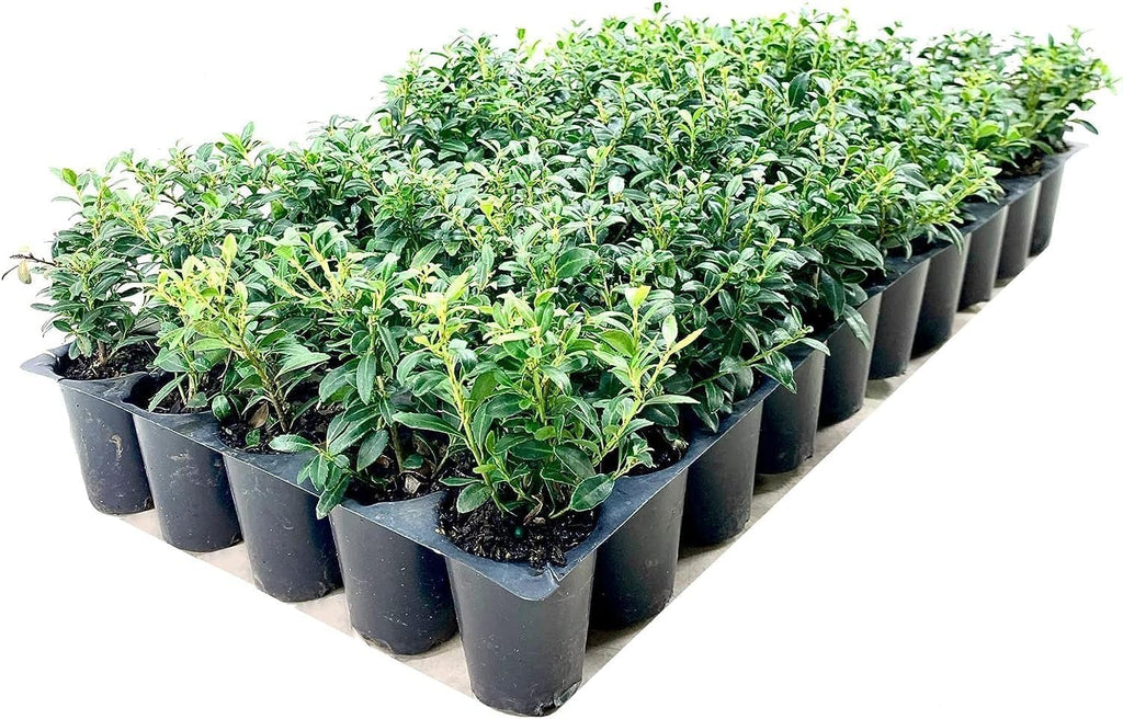 Soft Touch Compact Japanese Holly | 30 Live Plants | Ilex crenata | Low Maintenance Evergreen Shrub