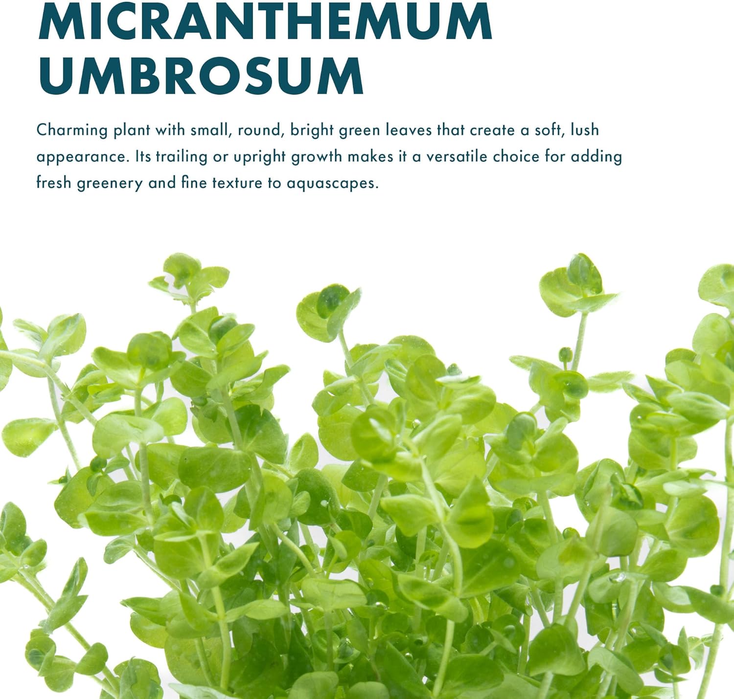 SubstrateSource Live Aquarium Stem Plants - Freshwater Aquatic Plant for Fish Tanks, Aquascaping - (Micranthemum Umbrosum Giant Baby Tears, 1 Bunch)