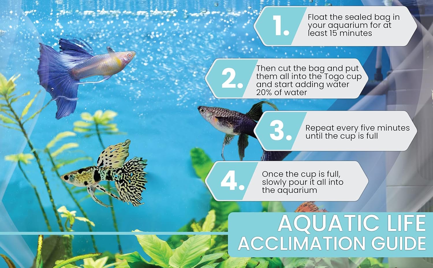 D&A Tropical Full RED Guppy - Abino Live Fish (1 Male, 2 Females) for Freshwater Aquariums