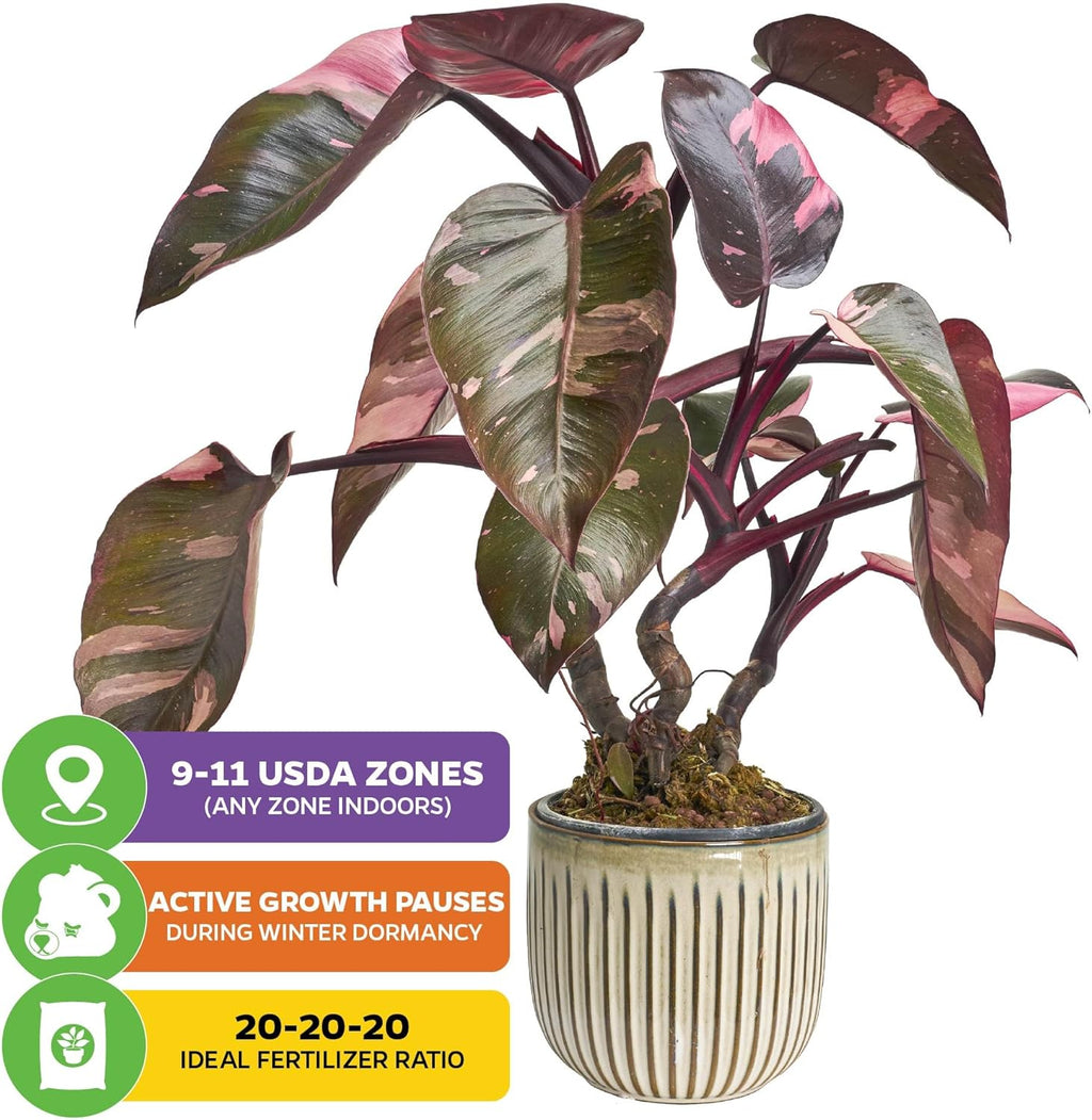 Pink Princess Philodendron - Philodendron erubescens - Wellspring Gardens - Rare Starter Plants - Heart-Shaped Pink for Indoor/Outdoor Planting
