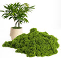 5.3OZ Fake Green Moss – Ultra-Realistic Artificial Preserved Moss. Perfect for crafts, DIY decor, potted mulching, fairy gardens, weddings & table centerpieces. Lifelike, no maintenance. (LIGHT GREEN)