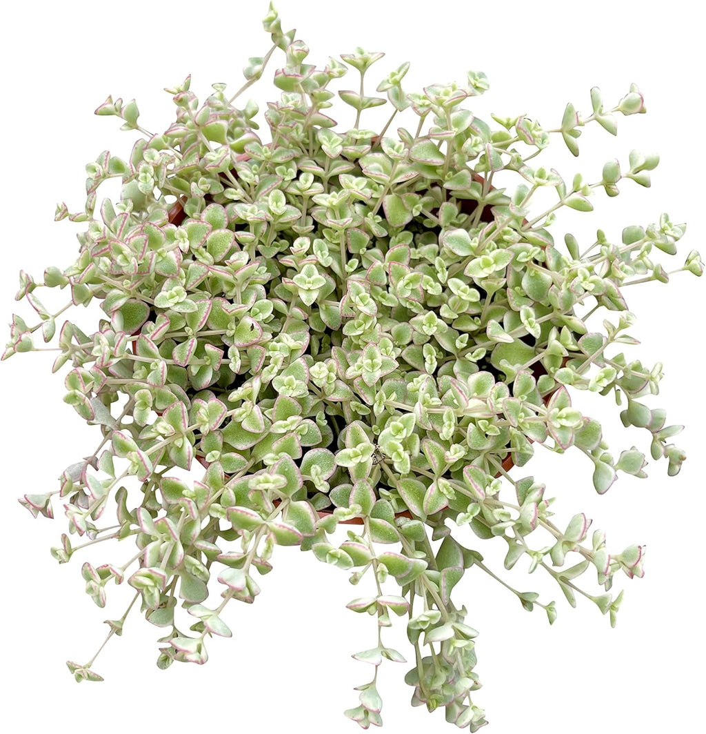 Live Succulent 4" Sedum Little Missy Variegated, Succulents Plants Live, Succulent Plants Fully Rooted, House Plant for Home Office Decoration, DIY Projects, Party Favor Gift by The Succulent Cult