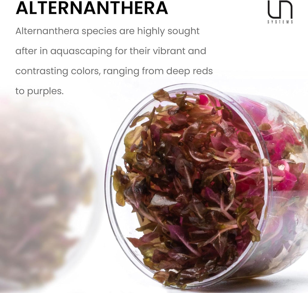 Ultum Nature Systems Alternanthera Reineckii Rosaefolia Red Stem Tissue Culture Live Plant for Aquarium, Aquascape, Freshwater Fish Tanks - 100% Snail Free in Vitro