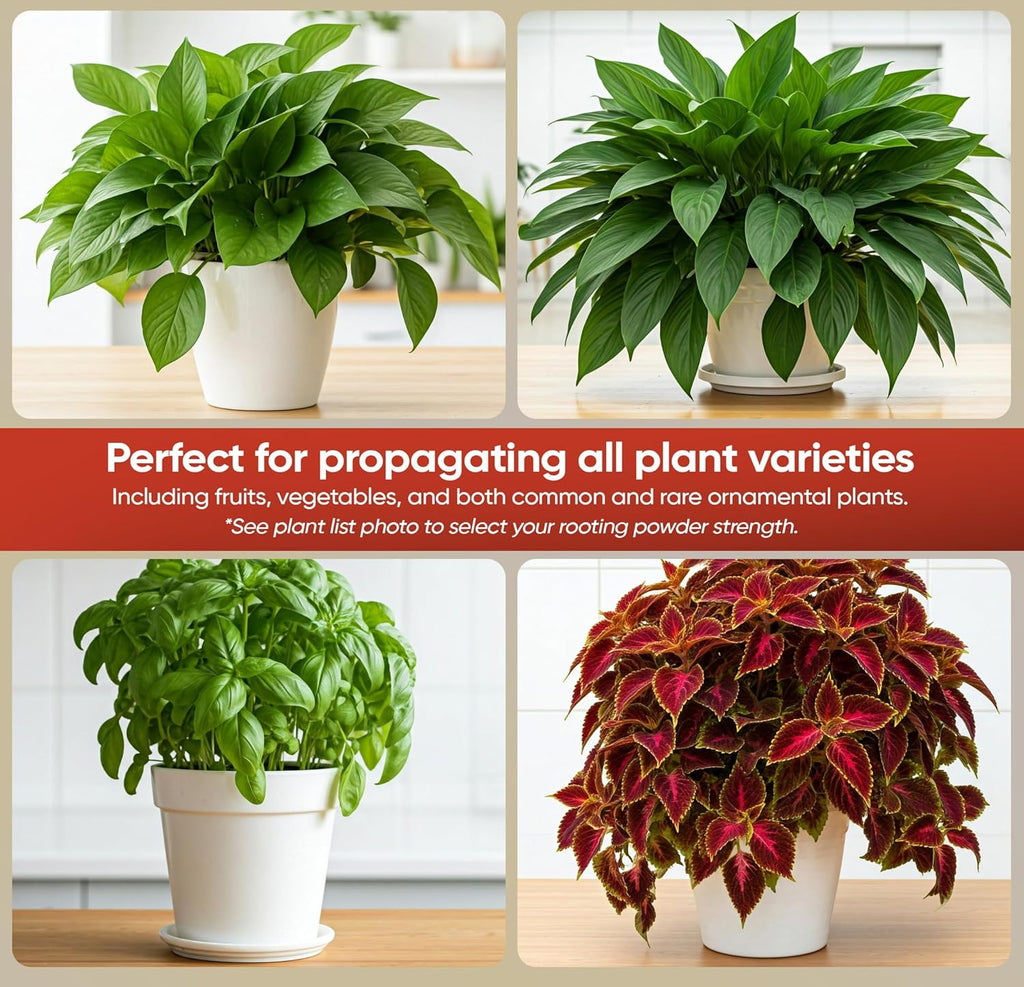 Hormex Rooting Hormone #1 - Rooting Powder for Delicate Houseplants, Succulents & Herb Cuttings | Promotes New Root Growth for Easy Propagation (0.1% IBA)