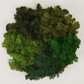 Preserved Reindeer Moss Natural Green DIY Kit Gardenning Art Wall Decor Florist Decor Easter Table Decor Wedding