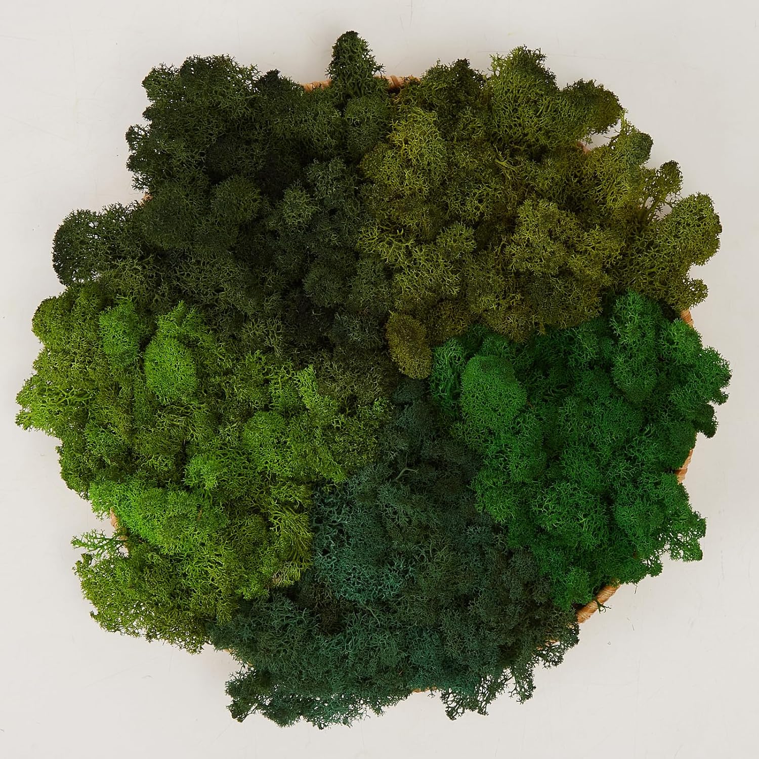 Preserved Reindeer Moss Natural Green DIY Kit Gardenning Art Wall Decor Florist Decor Easter Table Decor Wedding
