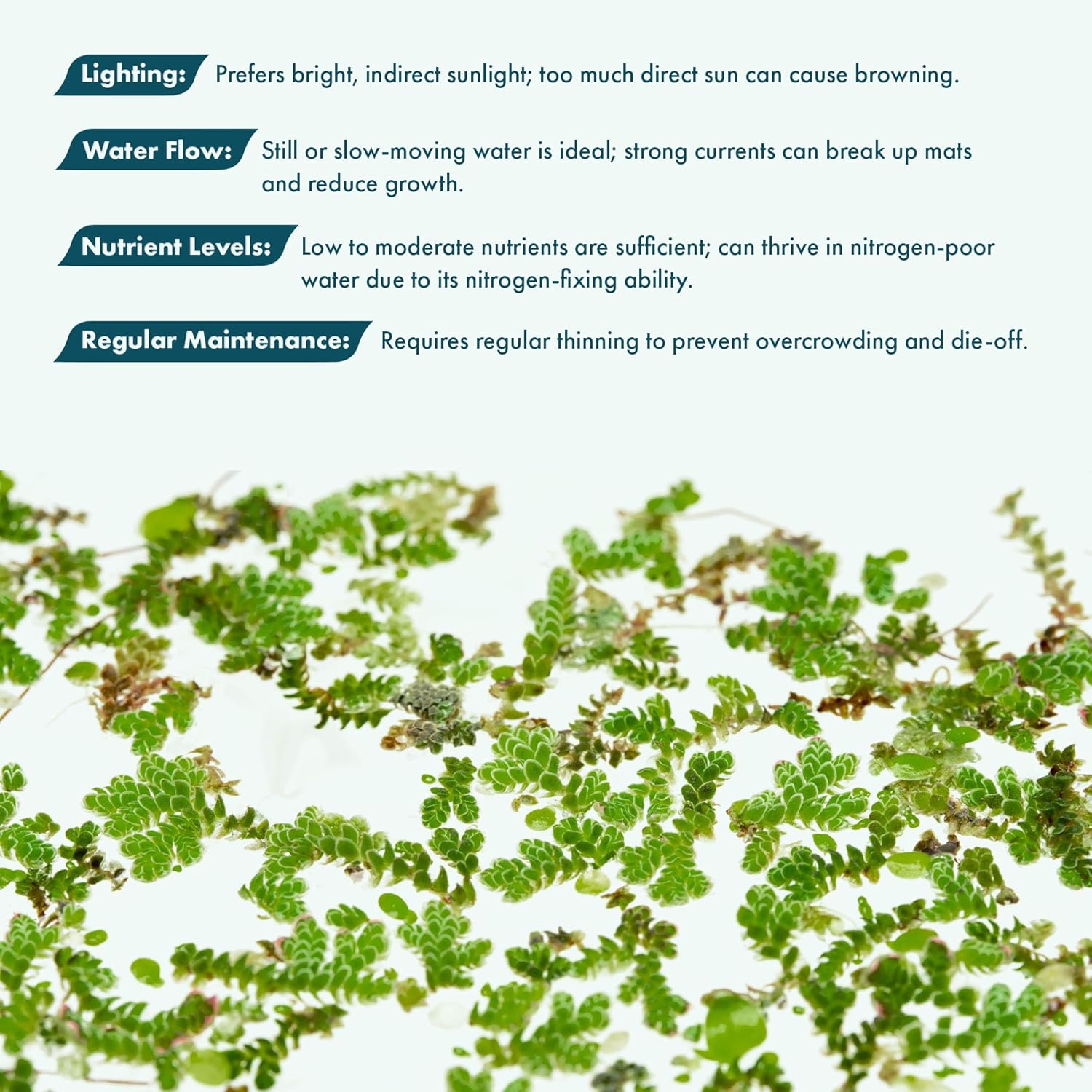 SubstrateSource Live Plants - Azolla Caroliniana, Mosquito Fern, Floating Aquarium Plant, Green Floating Plant for Freshwater Aquariums, Ponds - 1 Cup