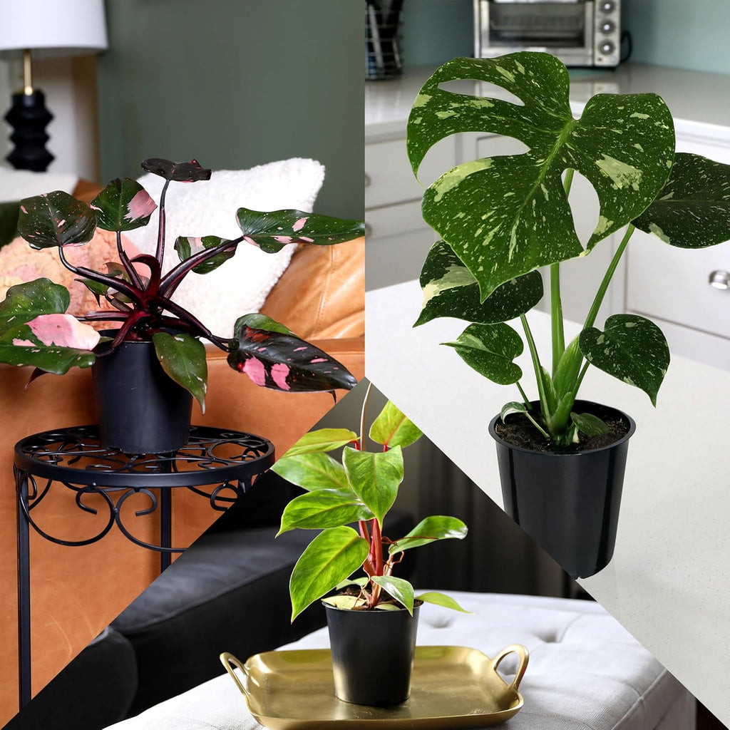 Green Circle Growers 6P Assorted Foliage, Grower Pots, Live Plants