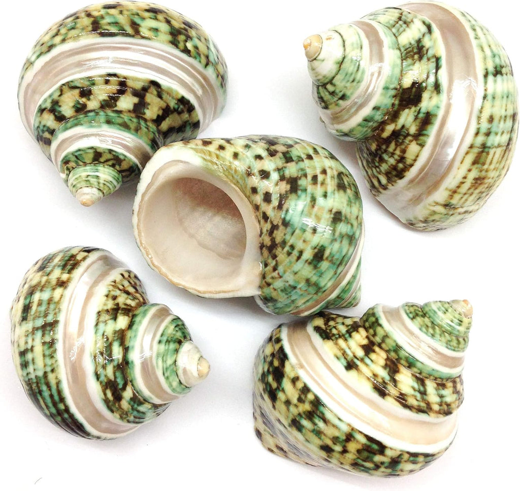 PEPPERLONELY 5PC Green Turbo with Two Pearl Bands, Hermit Crab Sea Shells, 2 Inch Up