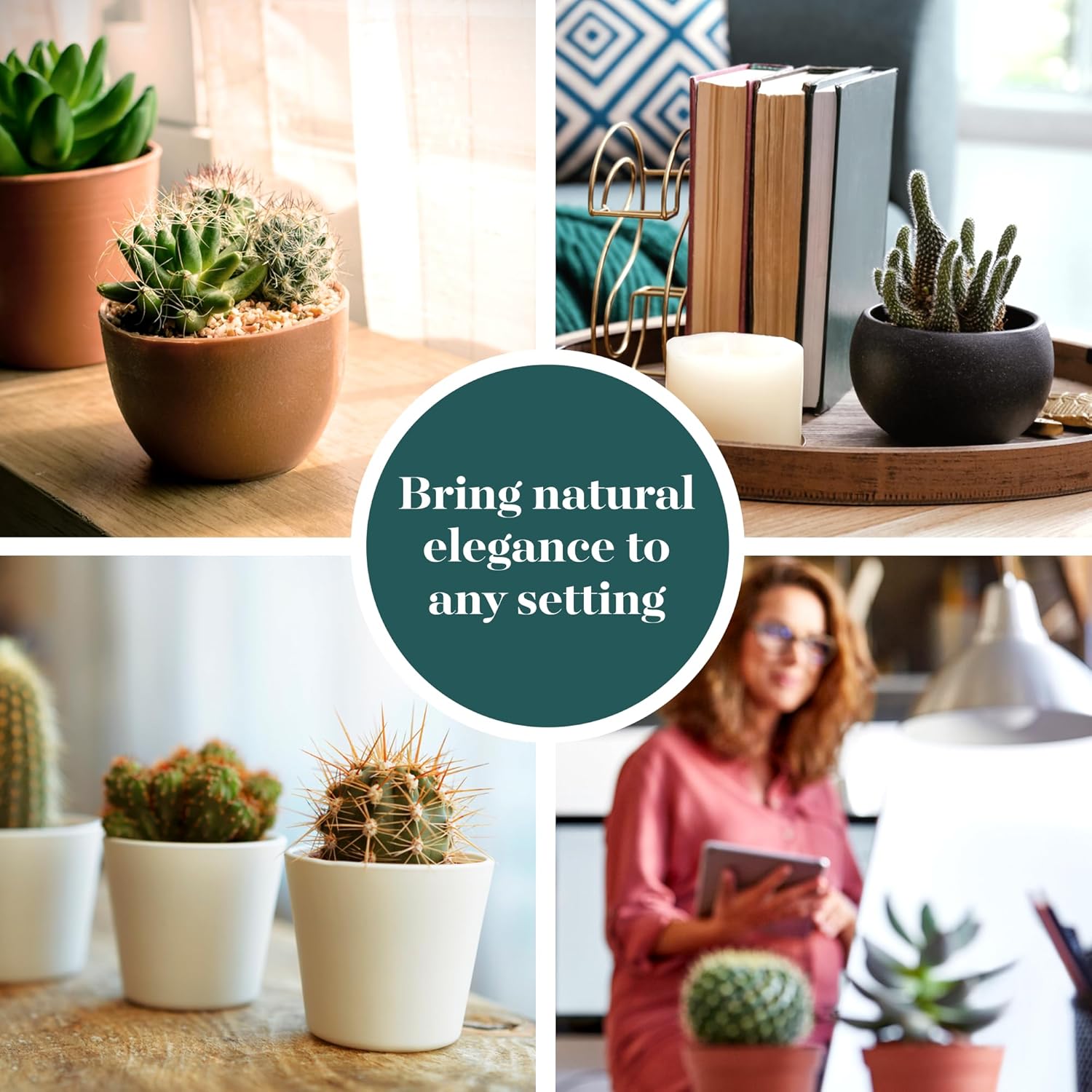 Shop Succulents Premium Live Mini Cactus Plants in Bulk 2" Pots, Easy Care Indoor or Outdoor Gardening, Terrariums, Favors, & Contemporary Spaces with Hardy, Resilient Varieties, Pack of 40