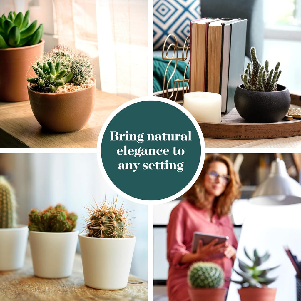 Shop Succulents | Can't Touch This Collection | Assortment of Hand Selected, Fully Rooted Live Indoor Cacti Plants, 5-Pack