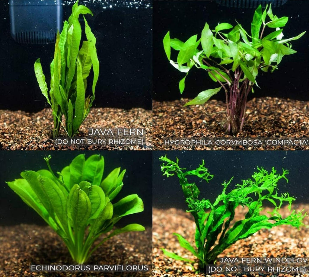 4 Species Freshwater Live Aquarium Plant Package Set Java Fern - Rosette Amazon Sword - Hygrophila Corymbosa - Java Fern Windelov