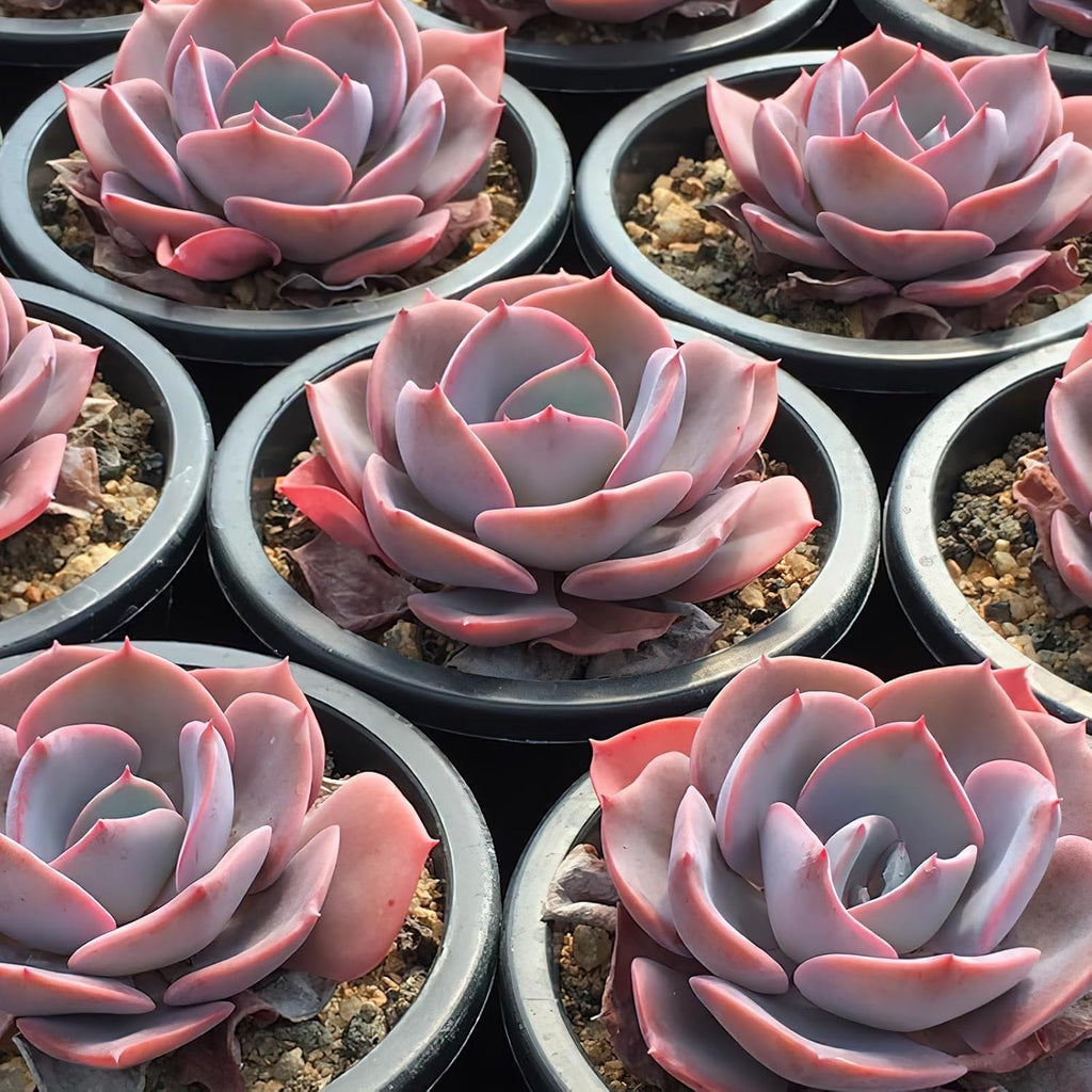 Sprout N Green Echeveria 'Dusty Rose', 1 Live Rare Mini Succulent Plant Fully Rooted in 2" Pot, Real House Plant for Indoor Outdoor Home Office Wedding Decoration Party Favor