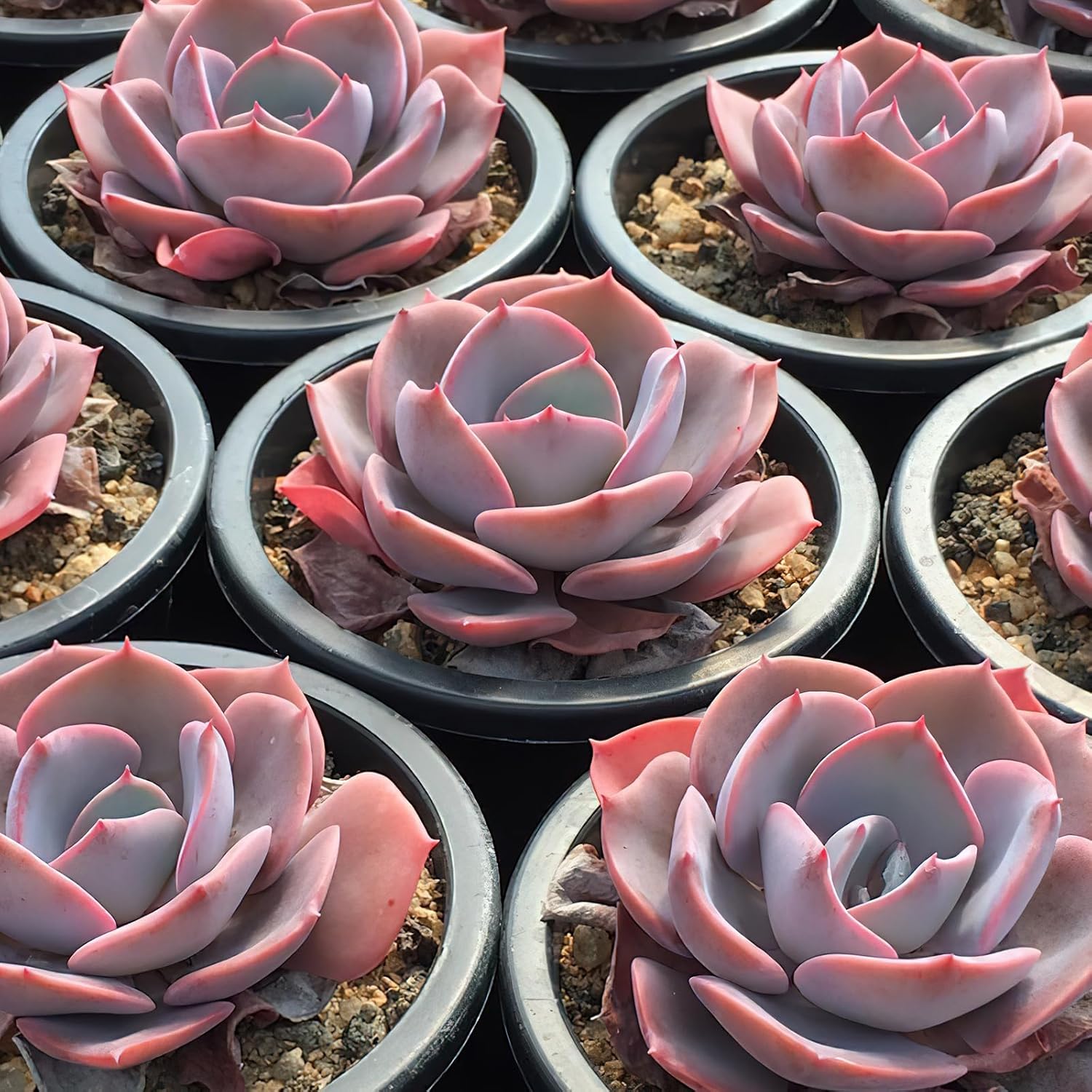 Sprout N Green Echeveria 'Dusty Rose', 1 Live Rare Mini Succulent Plant Fully Rooted in 2" Pot, Real House Plant for Indoor Outdoor Home Office Wedding Decoration Party Favor