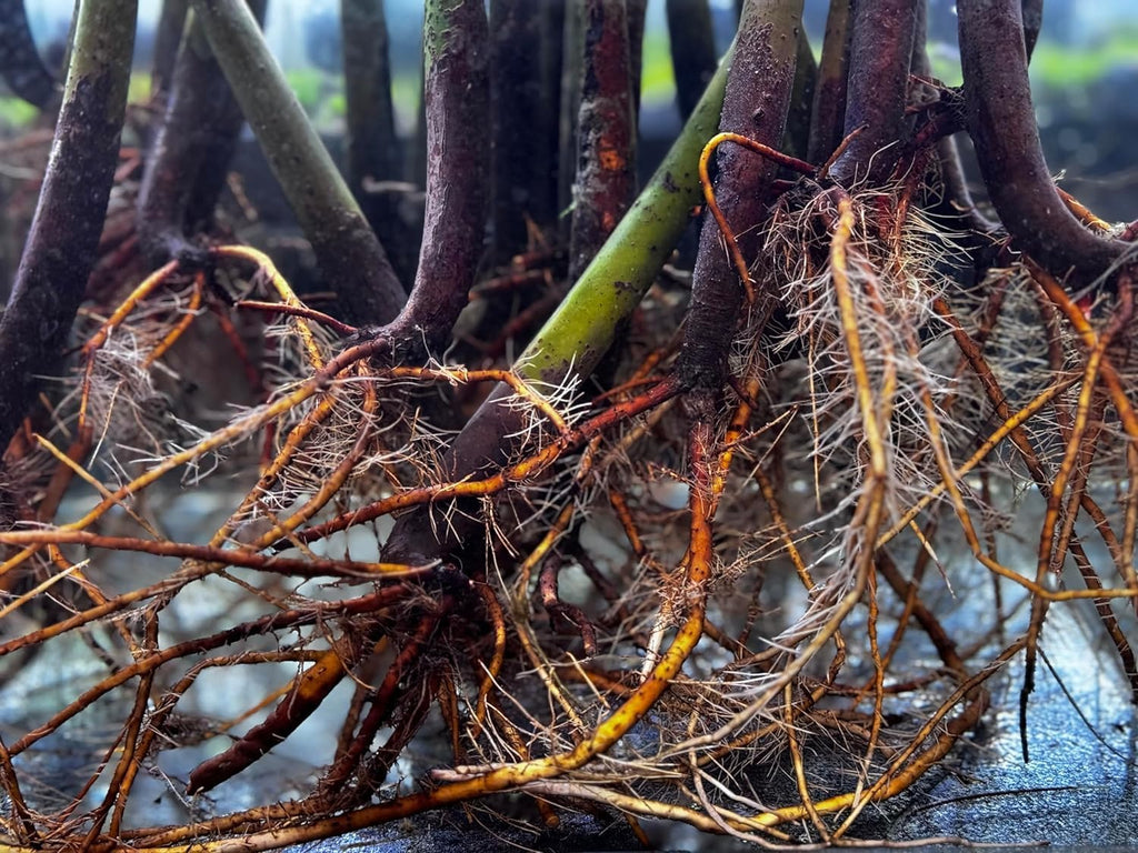Generic AquaGardens | Red Mangrove - Live Plant (Small + Heat Pack for Cold Weather Shipping), Green