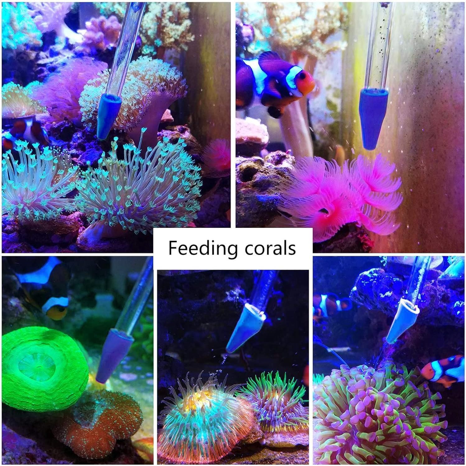 Coral Reef Grabber,Coral Feeder,Aquarium Veggie Feeder,Fish Tank Food Clip,Fish net(Reef Grabber and Coral Feeder Kits (Anti-Rust)