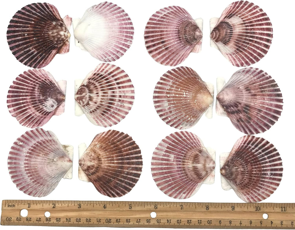 PEPPERLONELY 30 PC Pecten Purpuratus Scallop Sea Shells, 2 Inch ~ 3-1/4 Inch