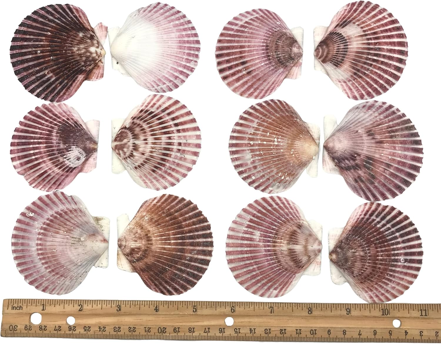 PEPPERLONELY 30 PC Pecten Purpuratus Scallop Sea Shells, 2 Inch ~ 3-1/4 Inch
