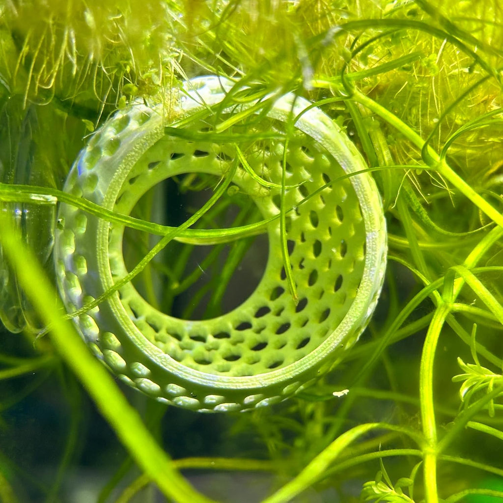 CTWPets Natural Betta Bulb Hide | Betta Rest Fish Tank Ornament | Aquarium Cave with Suction Cup for Small Fish Tank, Betta Habitat, Shrimp Hideout, Aquatic Decor (Dark Brown)