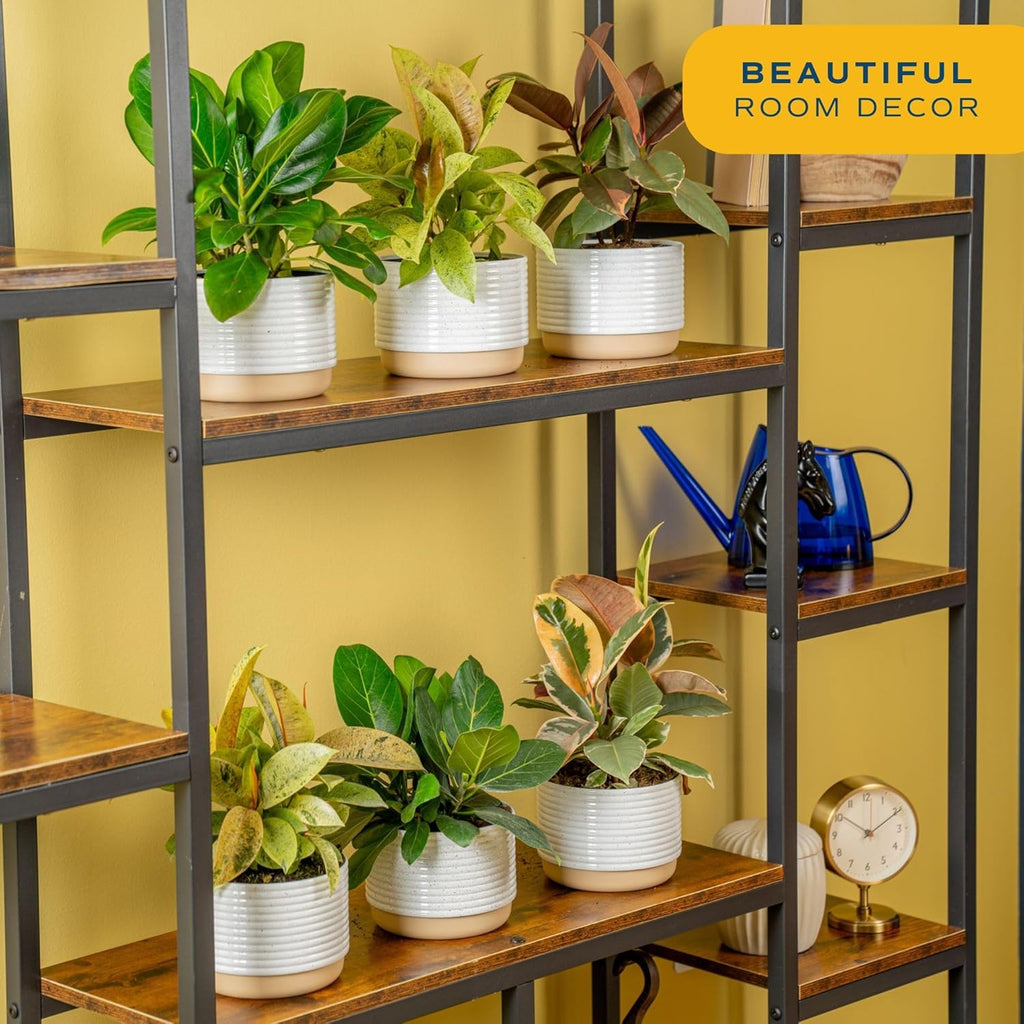 Costa Farms Indoor Live Plants in Decorative Pot, Indoor Houseplant, Perfect for Home, Room, or Office Decor, Great House Warming or Birthday Gift, 12-18 Inches Tall, Pack of 6